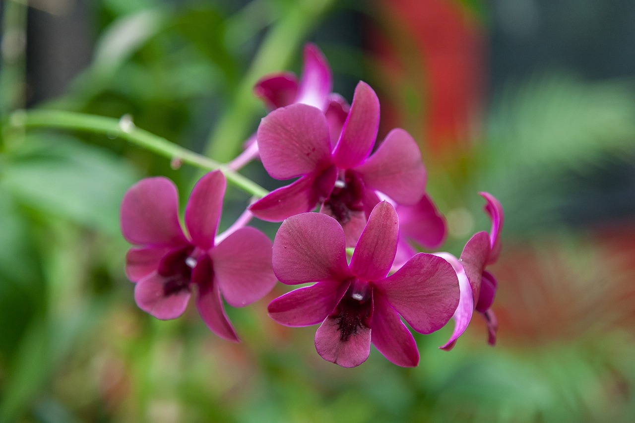 君逸花卉，菏泽市花卉市场之璀璨明珠菏泽花卉市场电话  第1张